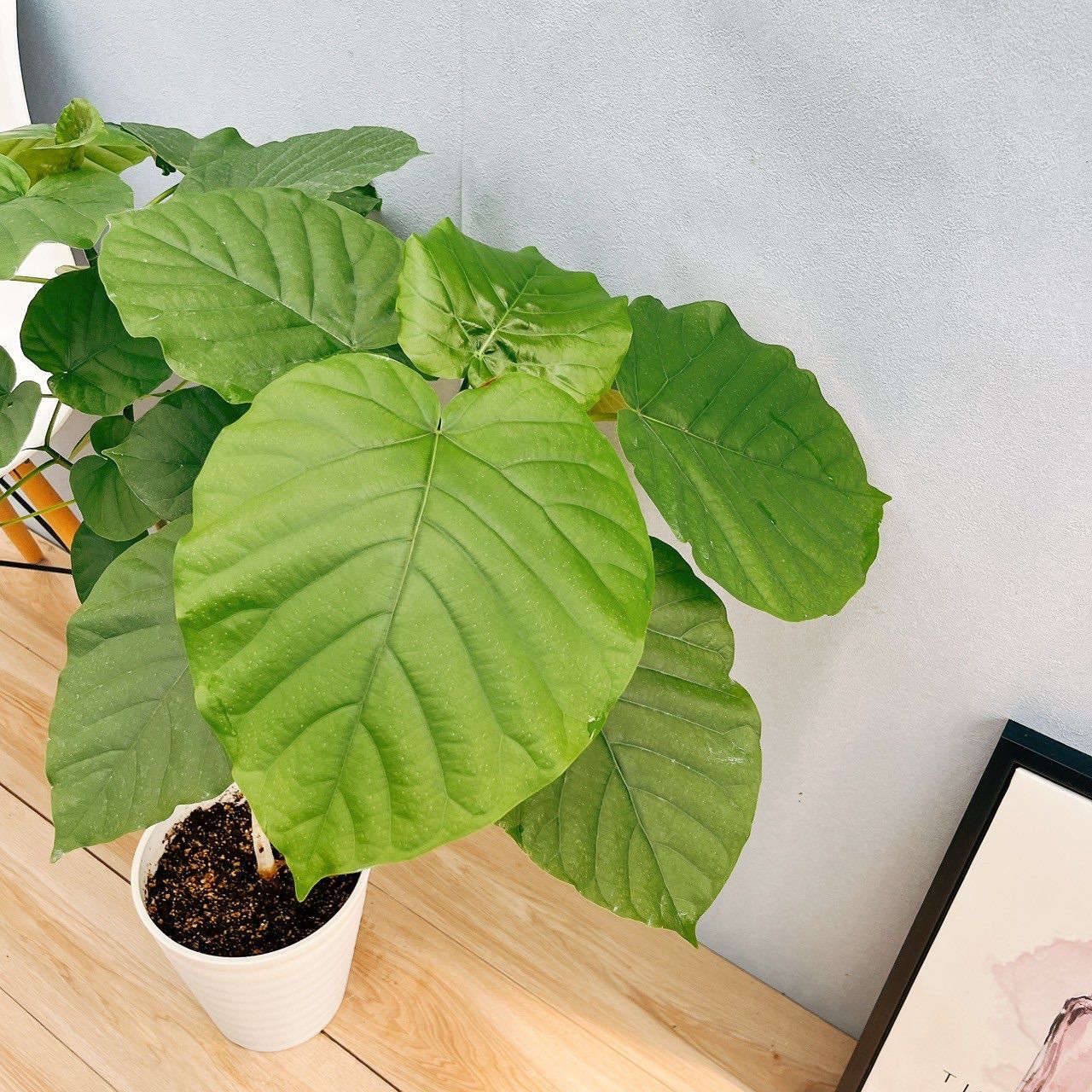 現品］4番 フィカス ウンベラータ 曲がり 7号 観葉植物 室内