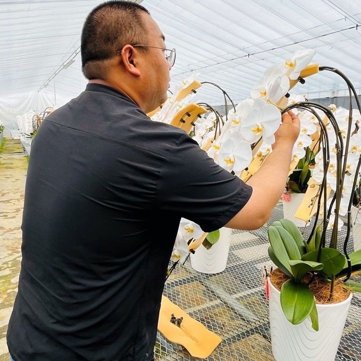 花並びの不揃い