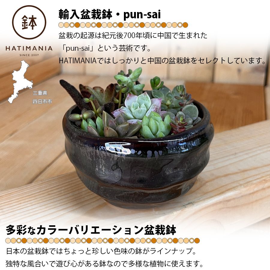 多肉植物おまかせ寄せ植え HATIMANIA 3号 1006W 鉢づくし ミニ盆栽
