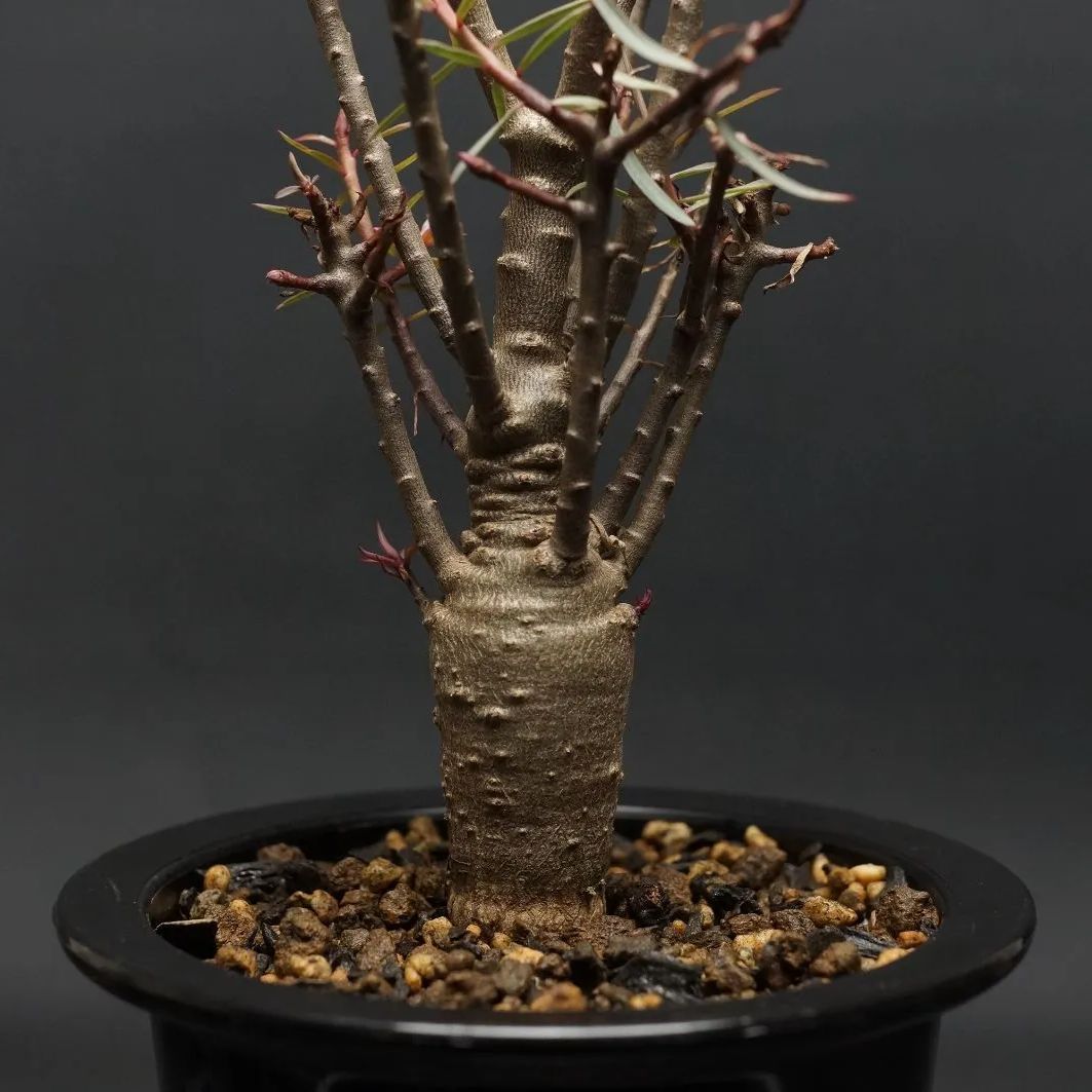 Euphorbia 振る舞っ balsamifera