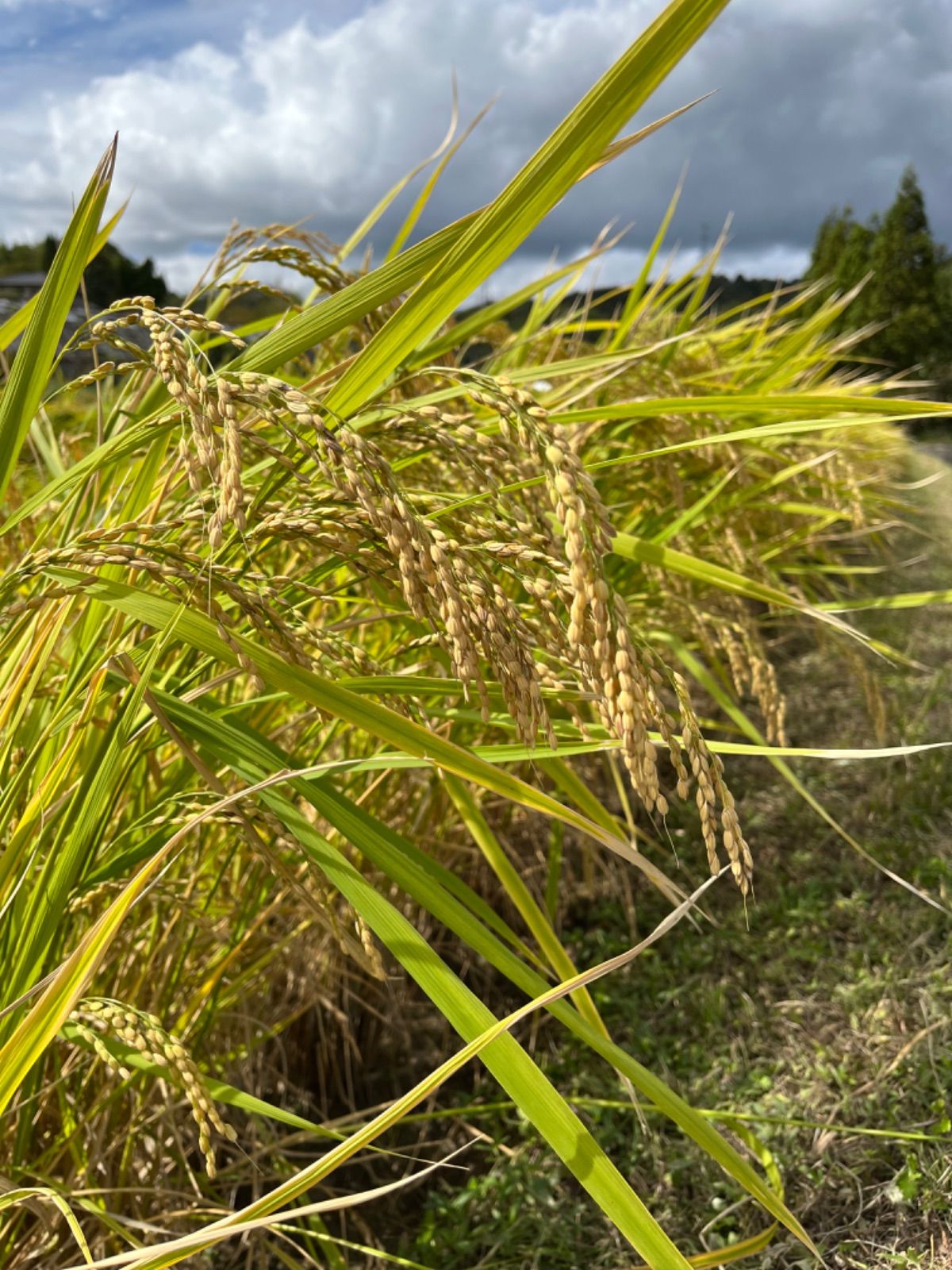 令和4年岡山県産 低農薬『れんげ緑肥栽培』『朝日米』玄米20キロ