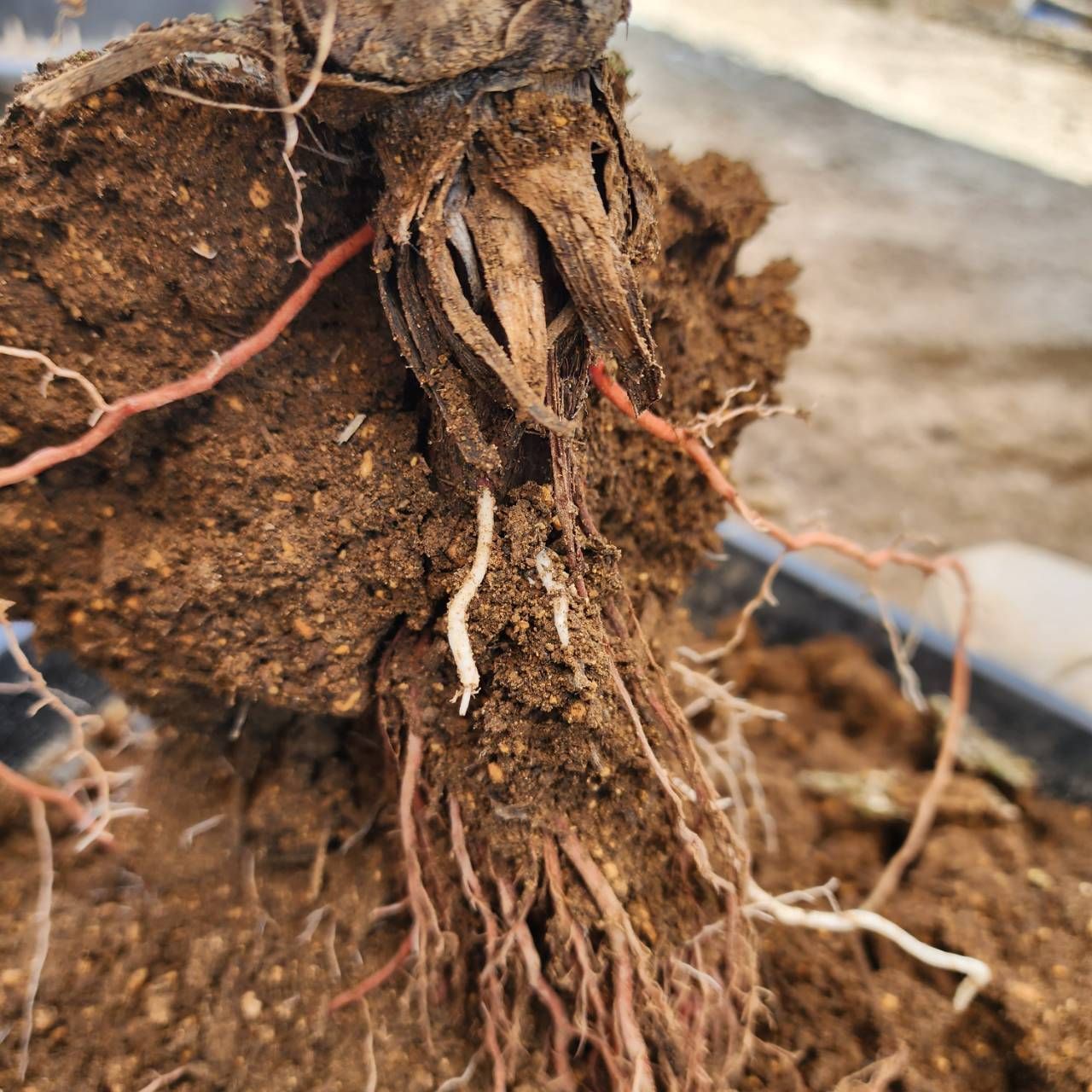 yucca出品になります。 kink