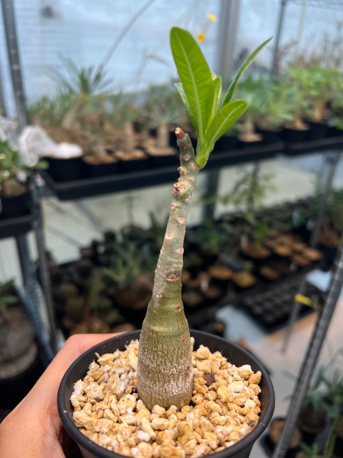 パキポディウム デカリー Pachypodium decaryi 実生株
