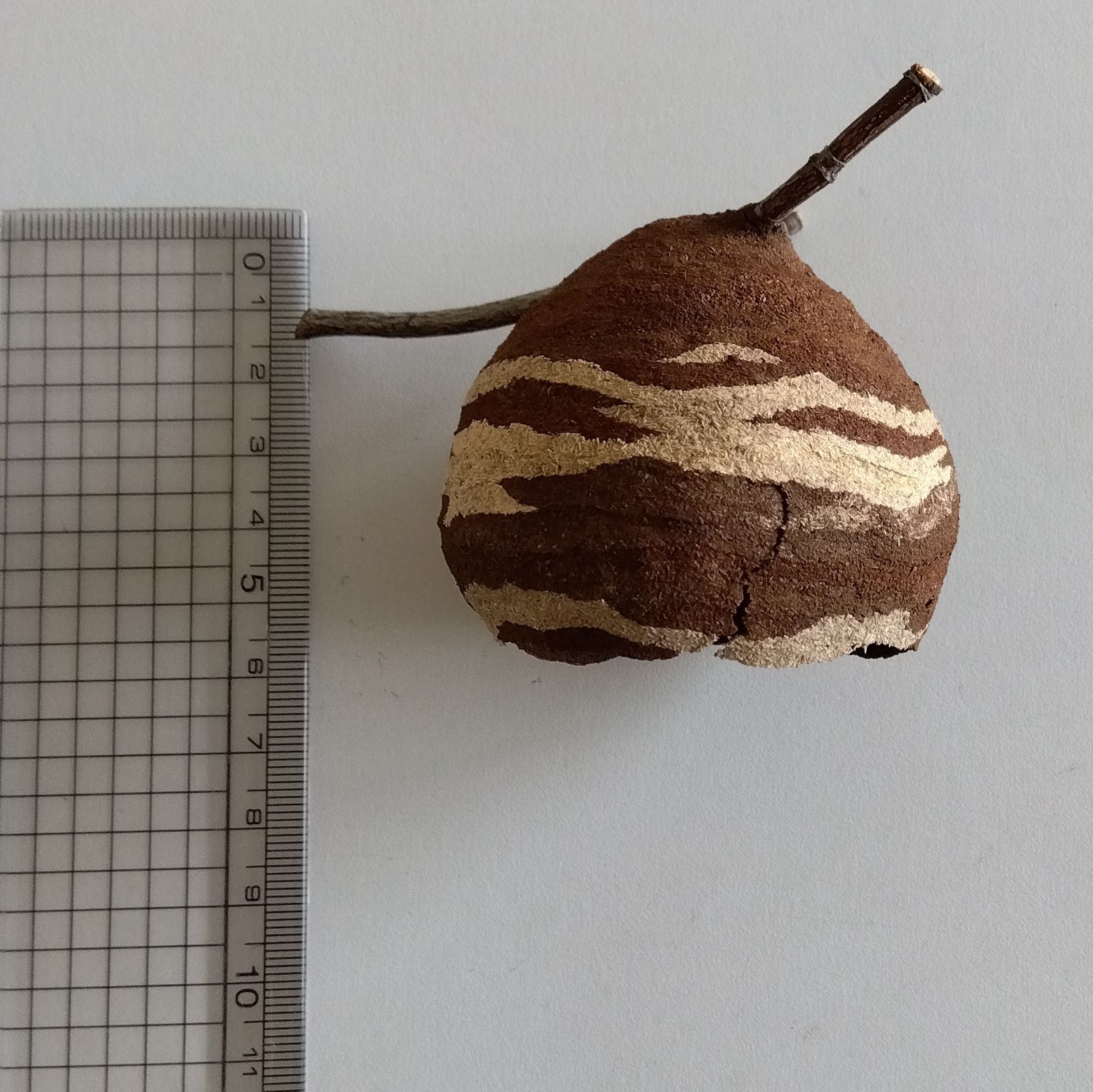 スズメバチの巣 初期 とっくり型 蜂の巣 枝付き 2個セット - メルカリ