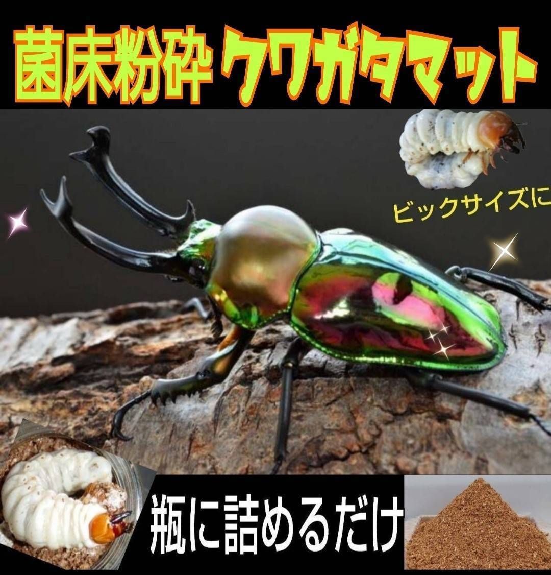 限定販売】 極上！カワラタケ菌糸瓶【15本セット】タランドゥス