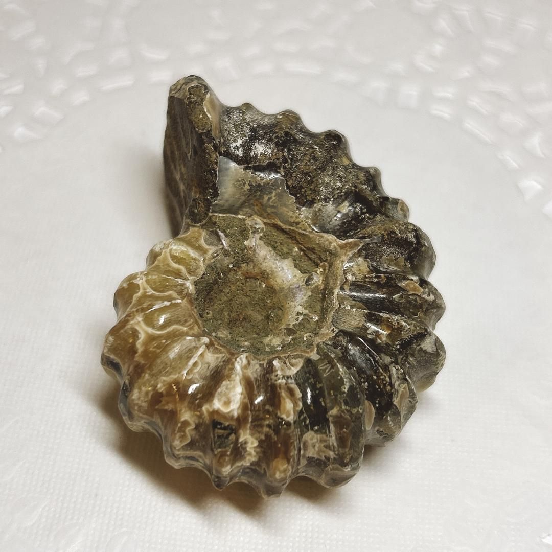 アネトセラス？　アンモナイト　超希少 E15071】 アンモナイト ドゥビレイセラス 突起のある 珍しい