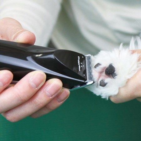 犬 猫