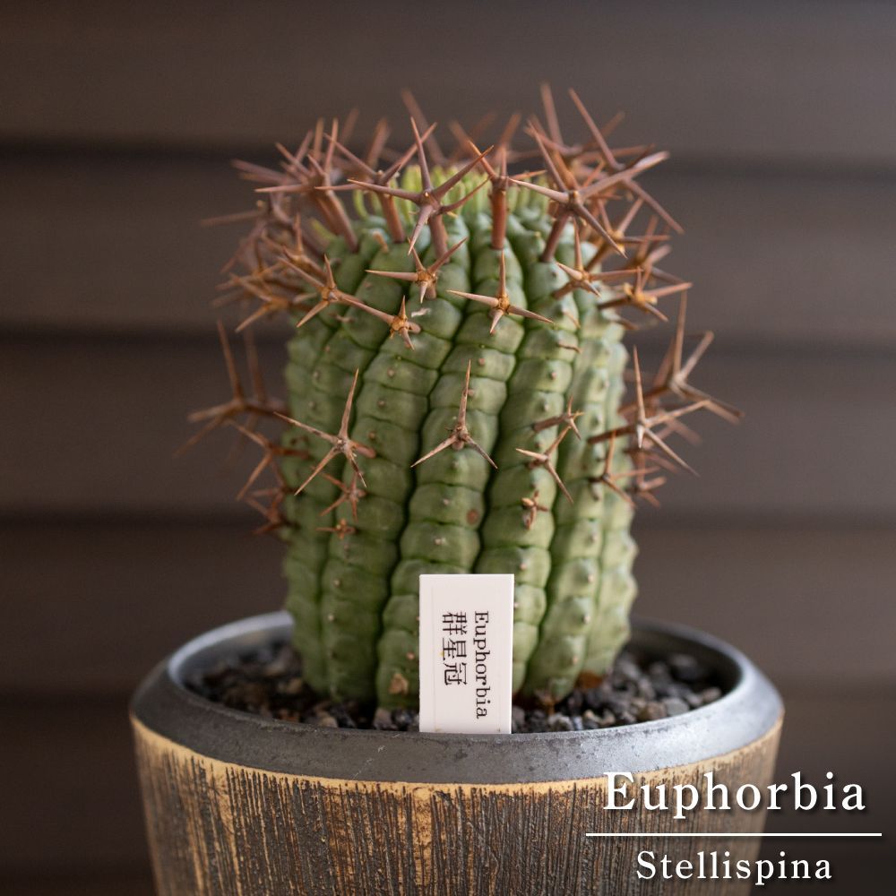 ペラルゴニウム　コチレドニス　塊根植物 多幹型 　冬型塊根 ペラルゴニウム コチレドニス 塊根植物 多幹型 冬型塊根 多肉植物 鉢