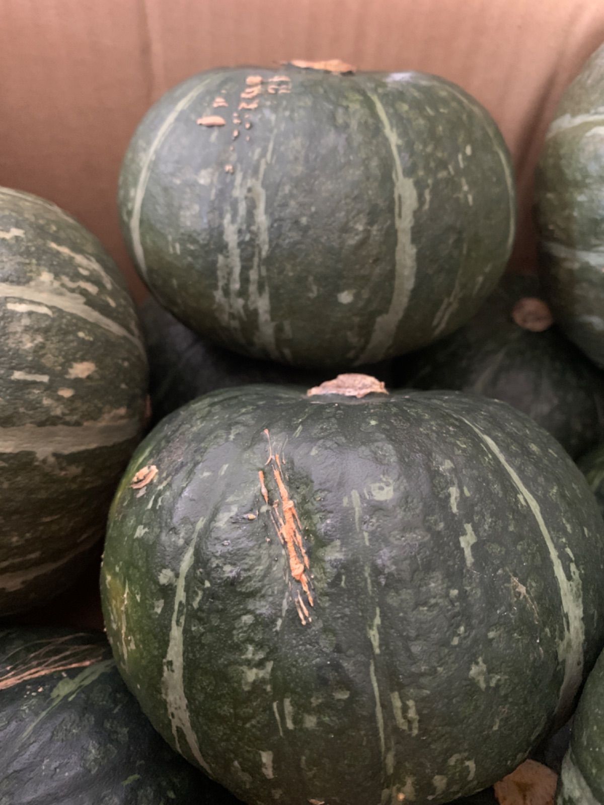 宮崎県産 訳あり かぼちゃ