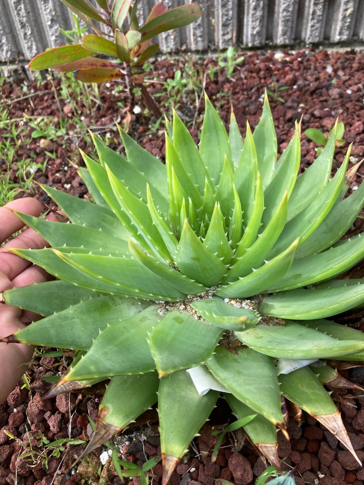 アロエポリフィラ アロエ ポリフィラ アロエポリフィラ｜そだレポ（栽培レポート