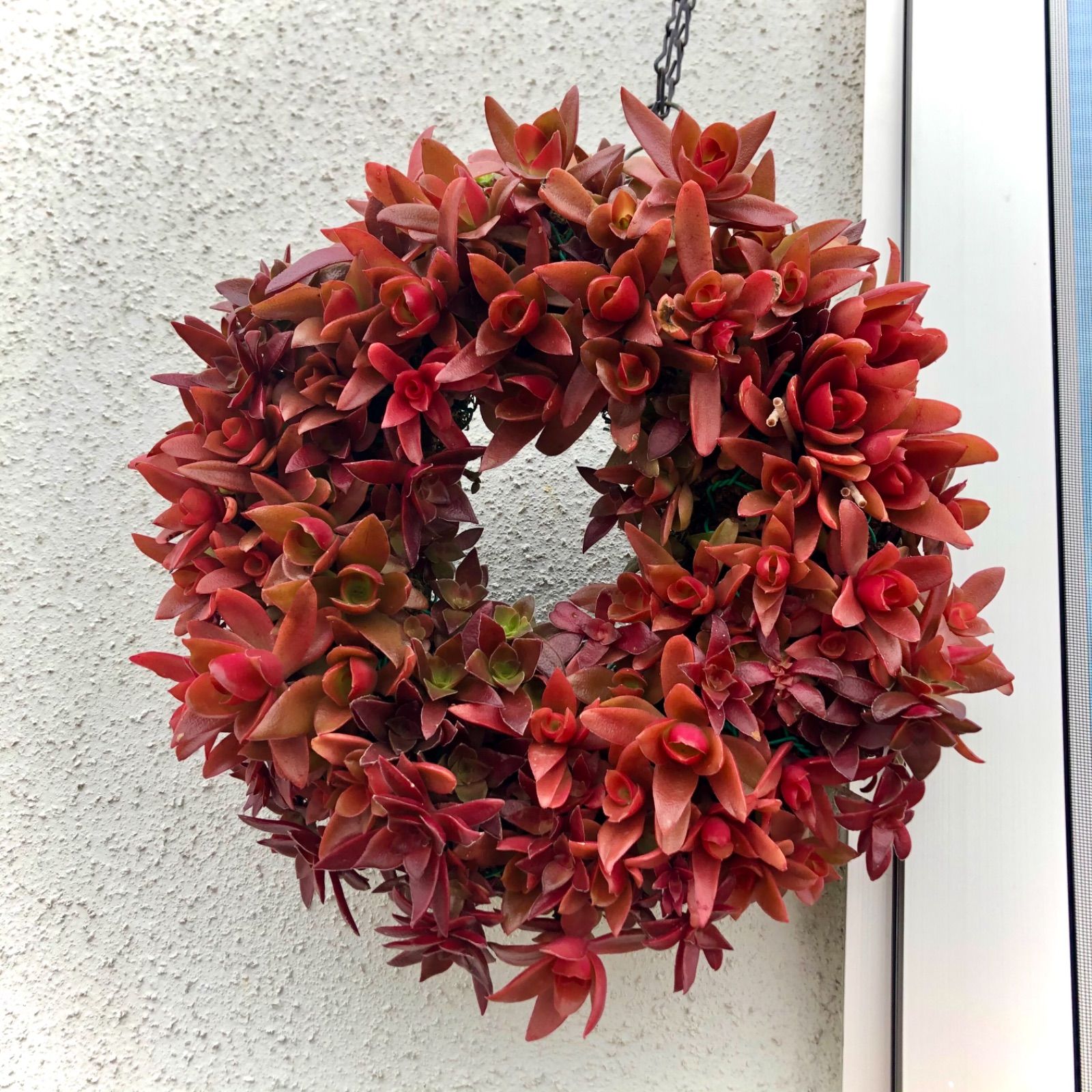 火祭りと紅葉祭りカット苗 寄せ植え 多肉植物 - メルカリ