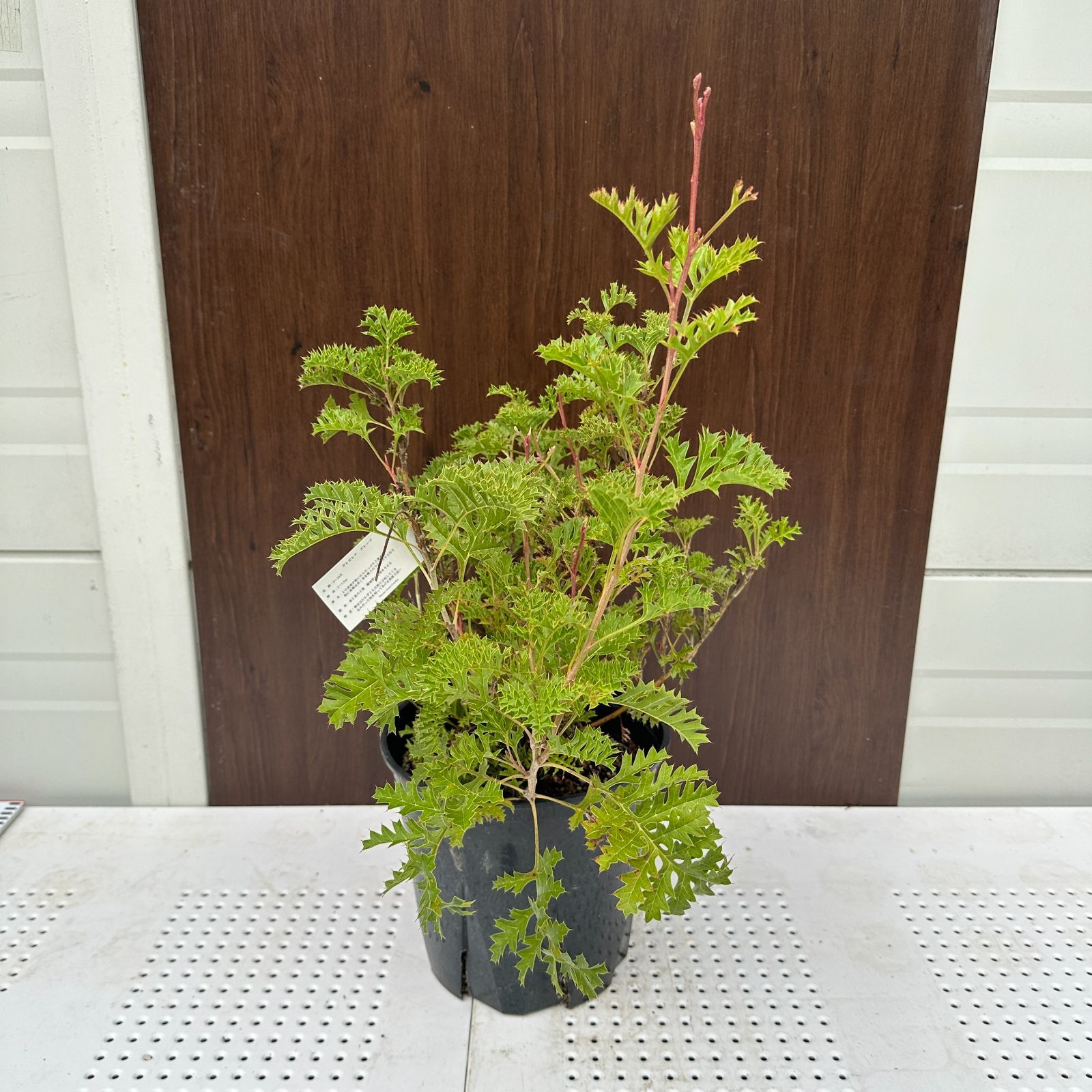 グレビ グレープ