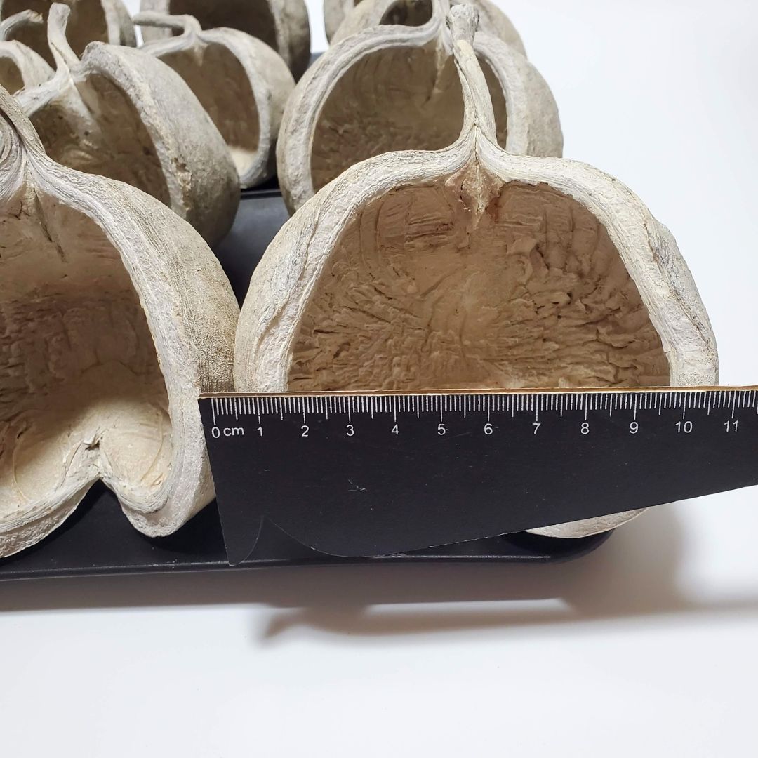 ブッダナッツ 割引有 16個セット L ウォッシュホワイト＆ナチュラル ブッダナッツ 割引有 16個セット L ウォッシュホワイト 大地農園