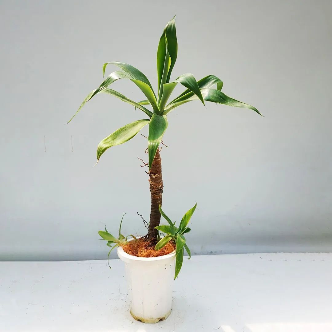 ビカクシダ P. willinckii cv.Sailor Mercury OC ビカクシダ P