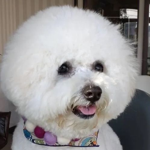 首輪 羊毛フェルト 犬ネックレス Lサイズ - メルカリ