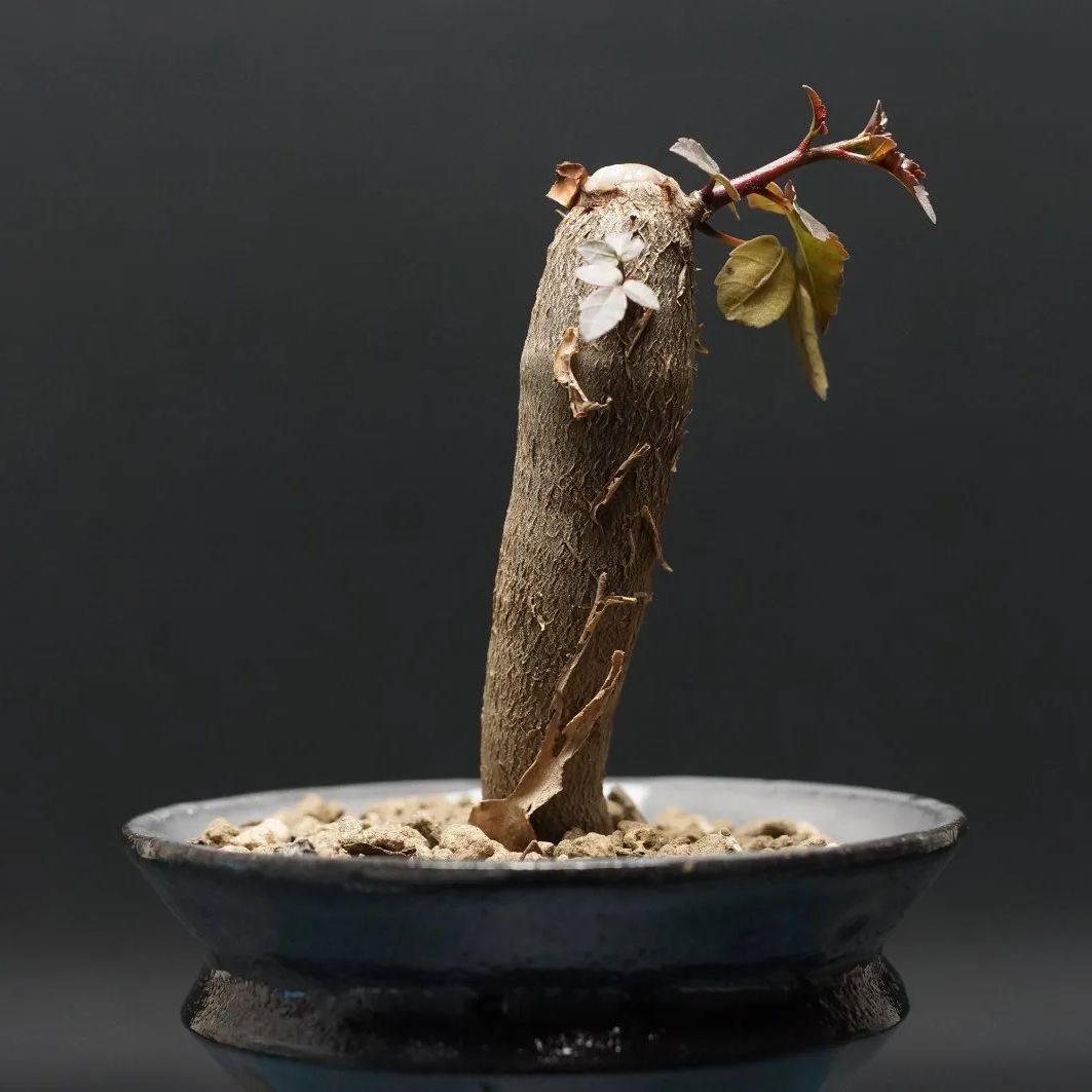 Bursera fagaroides