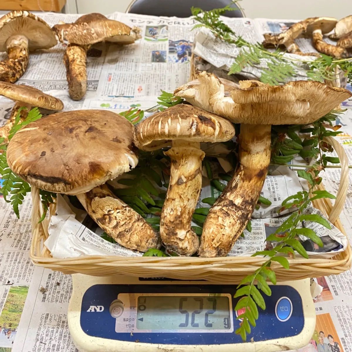 国産松茸！大きめサイズ3本で500g！ - メルカリ