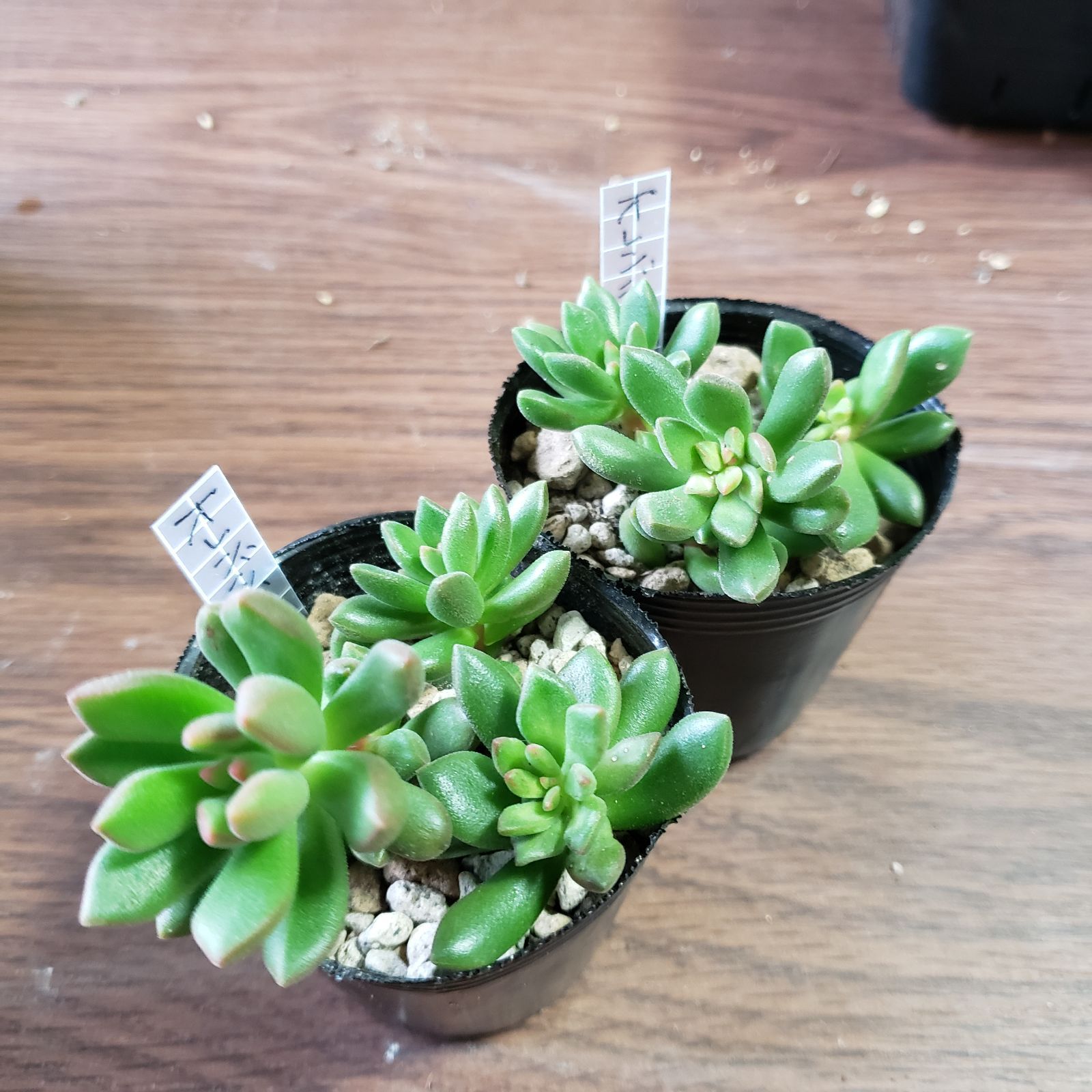 ザンジーローズ エケベリア 抜き苗 多肉植物