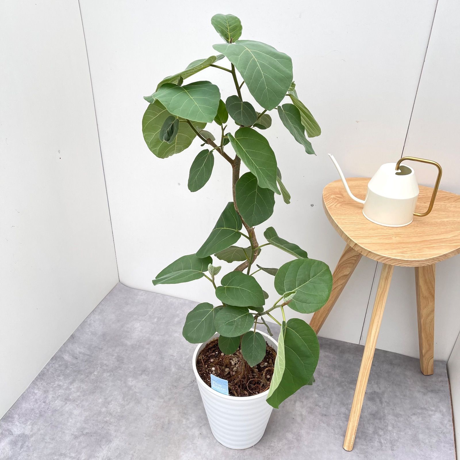 フィカス エベレスト