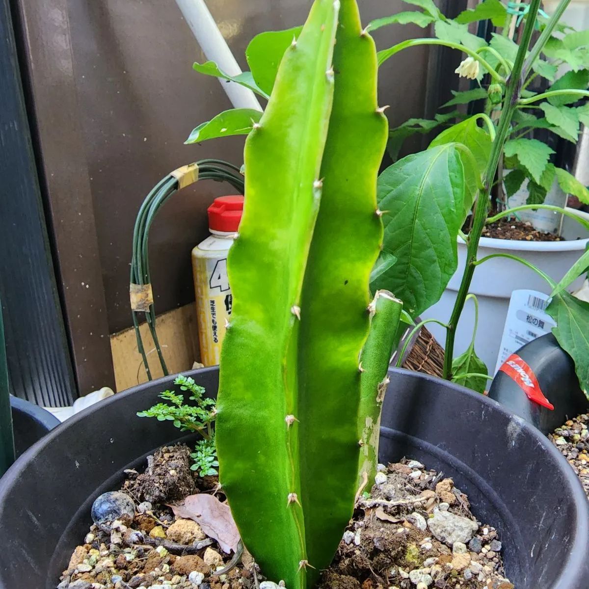 レア品種！ゴールデンピタヤ ドラゴンフルーツ カット苗 - メルカリ