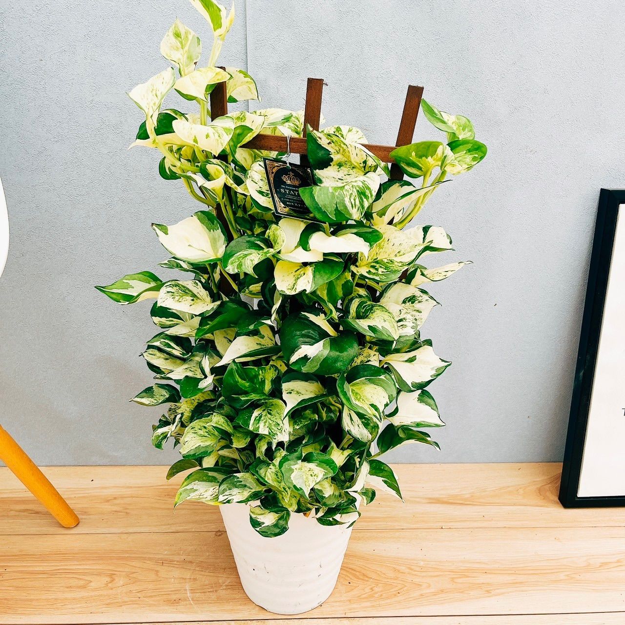 パキポディウム グラキリス 個性的優良株 短枝 現地球 安心の発根済み