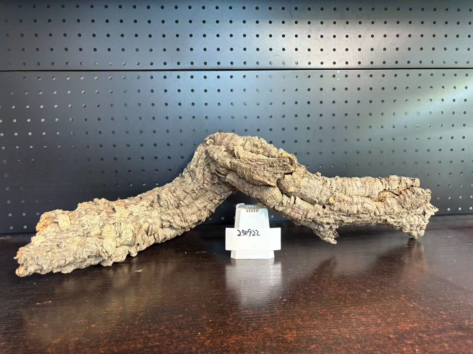 ビカクシダ 着生ラン