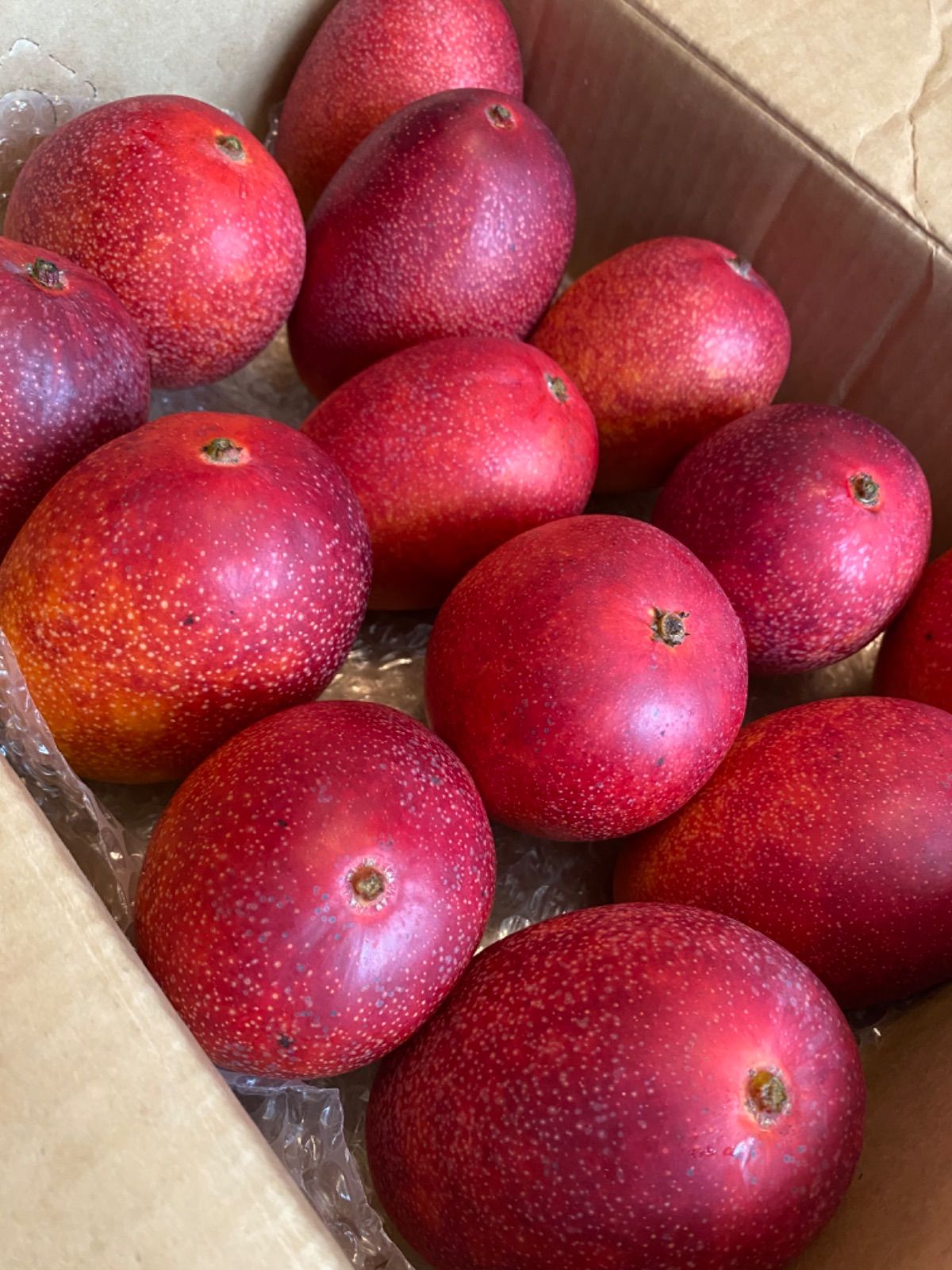 宮崎完熟 特大ミニマンゴー 購入 セット 13玉 4k 冷蔵発送〜 ♢♢ 宮崎