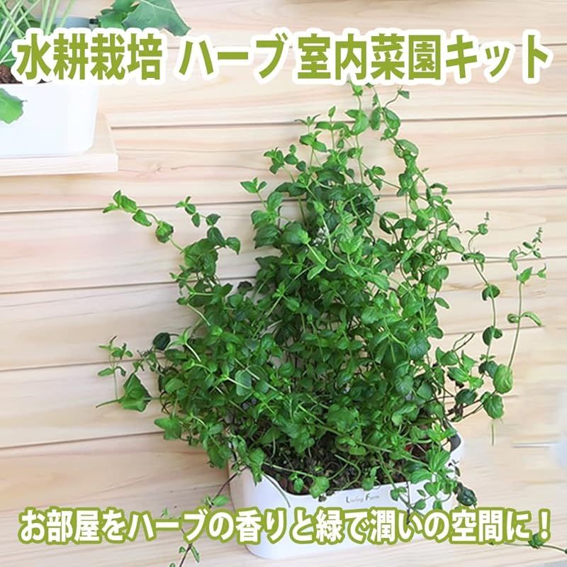ハーブ苗作りキット＋ハイドロボールで苗を育成するキット LFS-095-1
