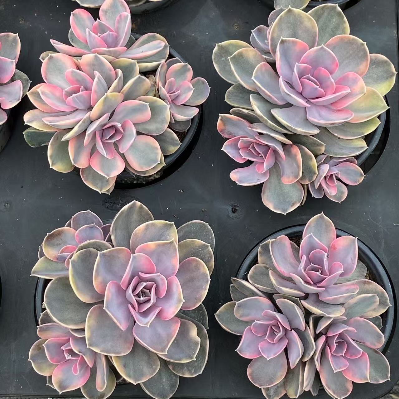 新入荷 ジプシー ZM1619×18鉢 抜き苗 多肉植物 アエオニウム