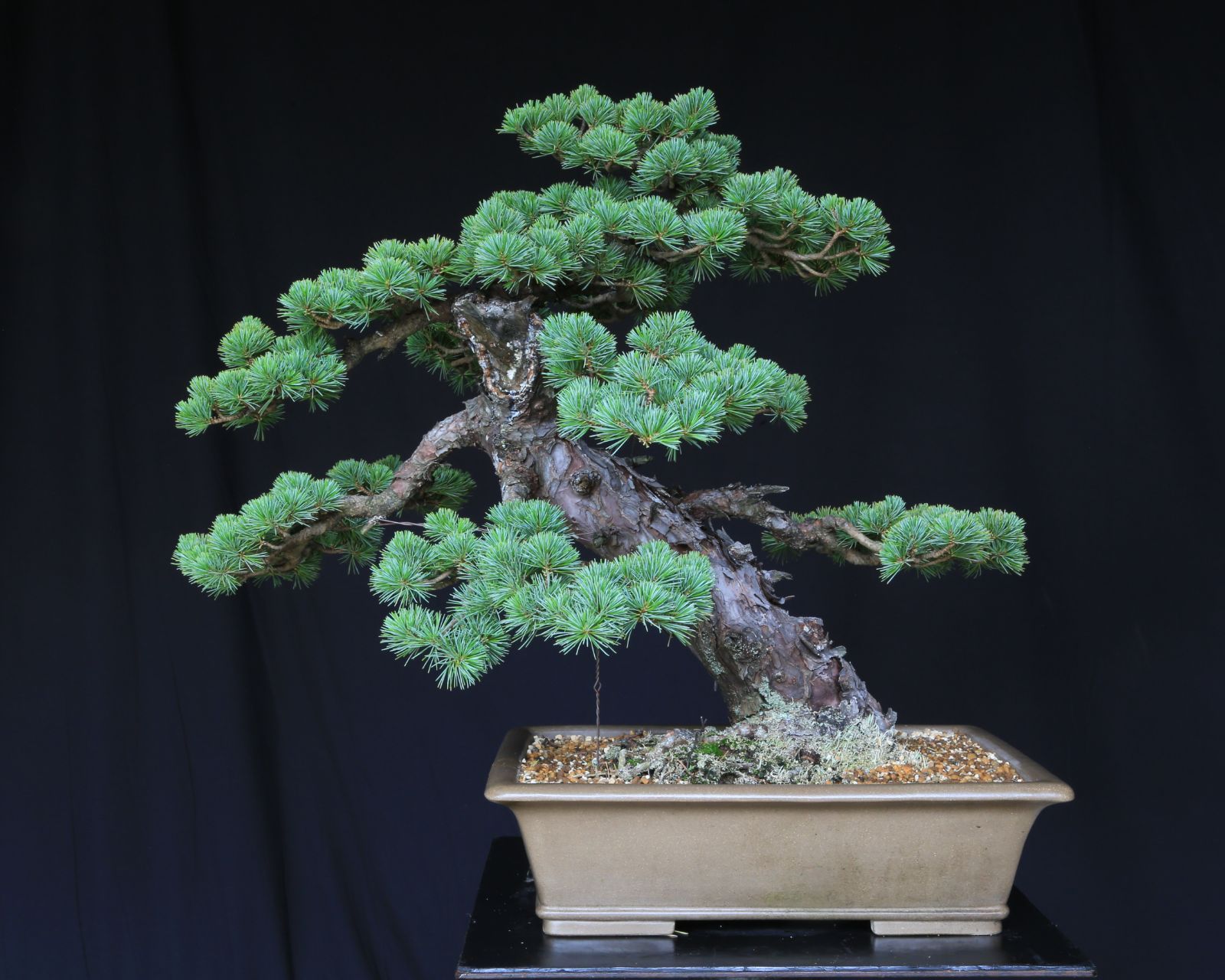 接ぎ木 優良葉性