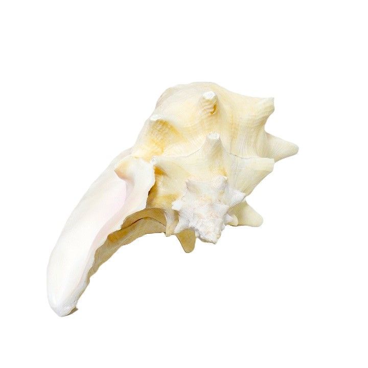 希少　コンク貝　ピンク貝　オブジェ　インテリア❤️ ピンク貝 コンク貝 貝殻 貝殻オブジェ 貝殻置物 希少 標本