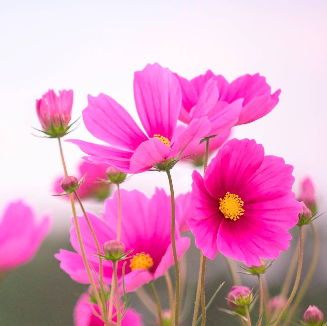 ダイカンドラ 花の種子 30g！緑肥 芝生代用