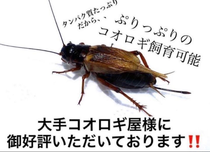 冷凍コオロギ リピーター様価格