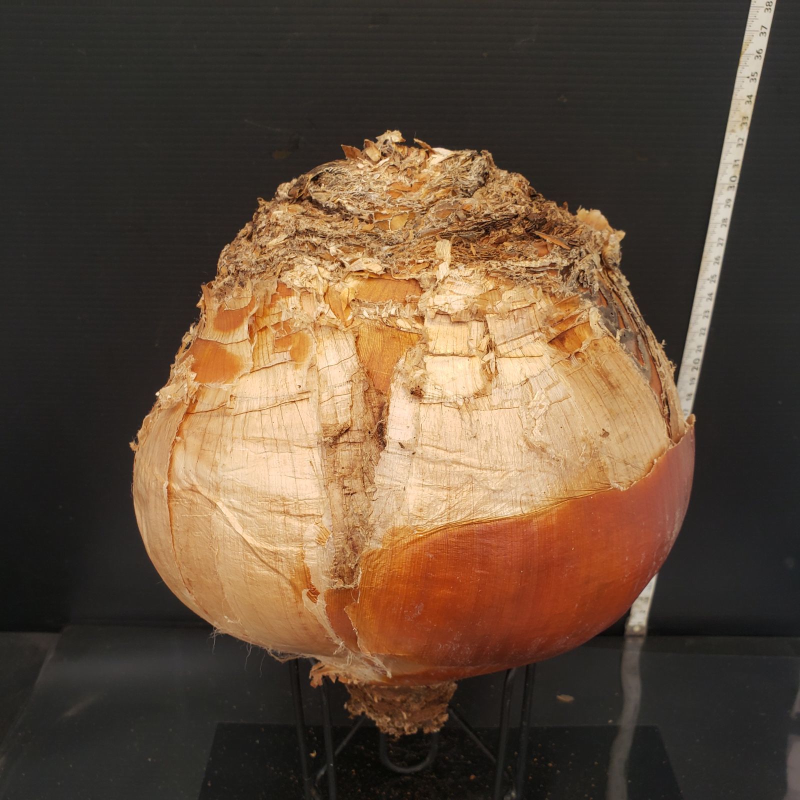 Z421 最新到着 Boophane ハエマンソイデス ML 現地球 抜き苗 球根植物 ブーファン ハエマンソイデス