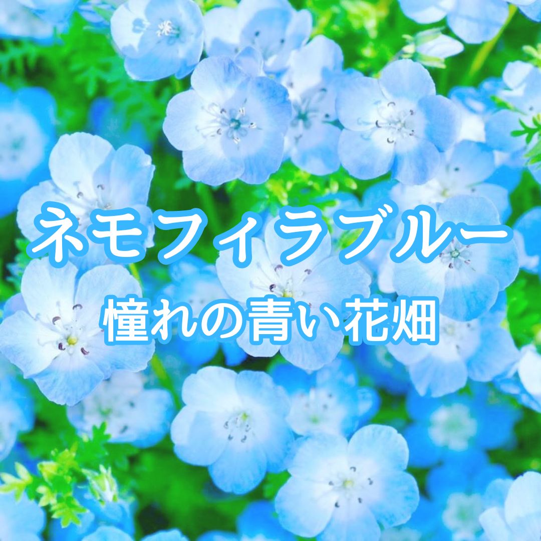 花の種】ネモフィラ☆インシグニスブルー 種子 300粒以上！グランド