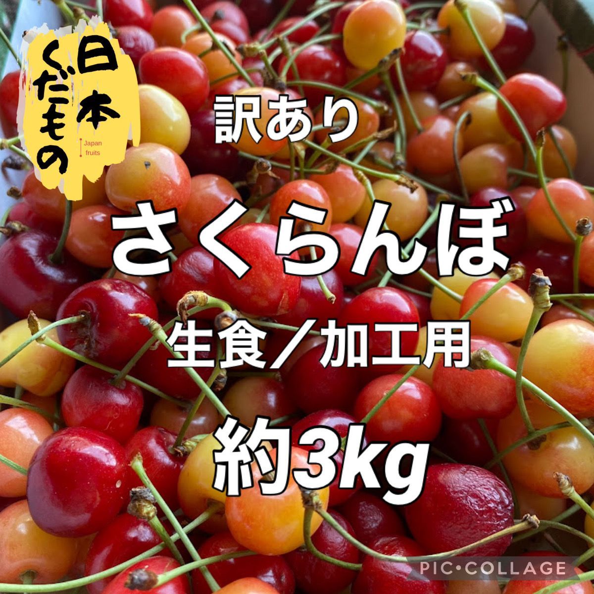 お気に入り】 生食 加工用 3kg さくらんぼ 訳あり品 地域限定配送