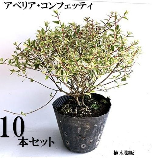 10本セット アベリア コンフェッティ|15 cmポット