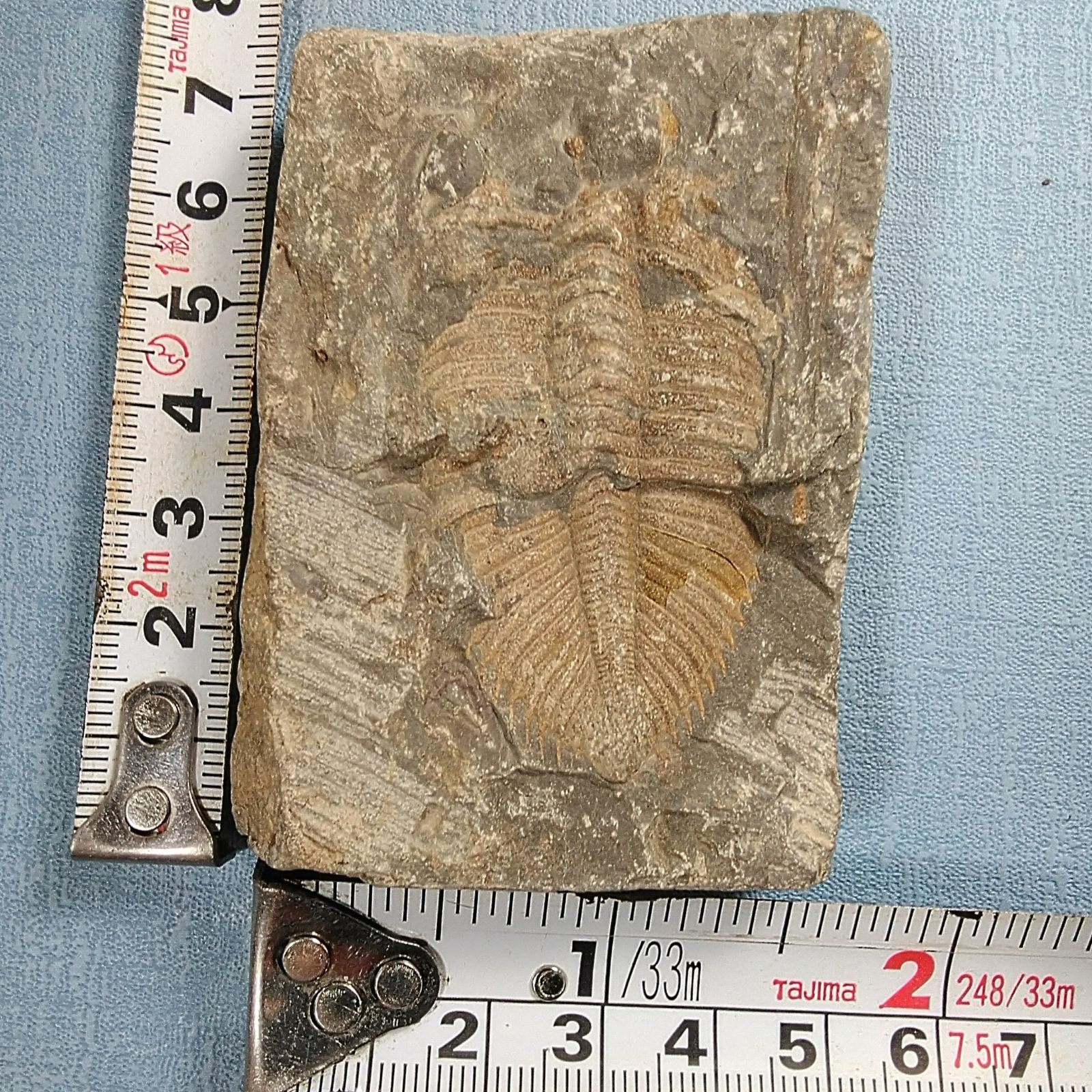 三葉虫　化石　Coronocephalus 三葉虫化石コロノセファルス(Coronocephalus)・中国：四川省：古生代
