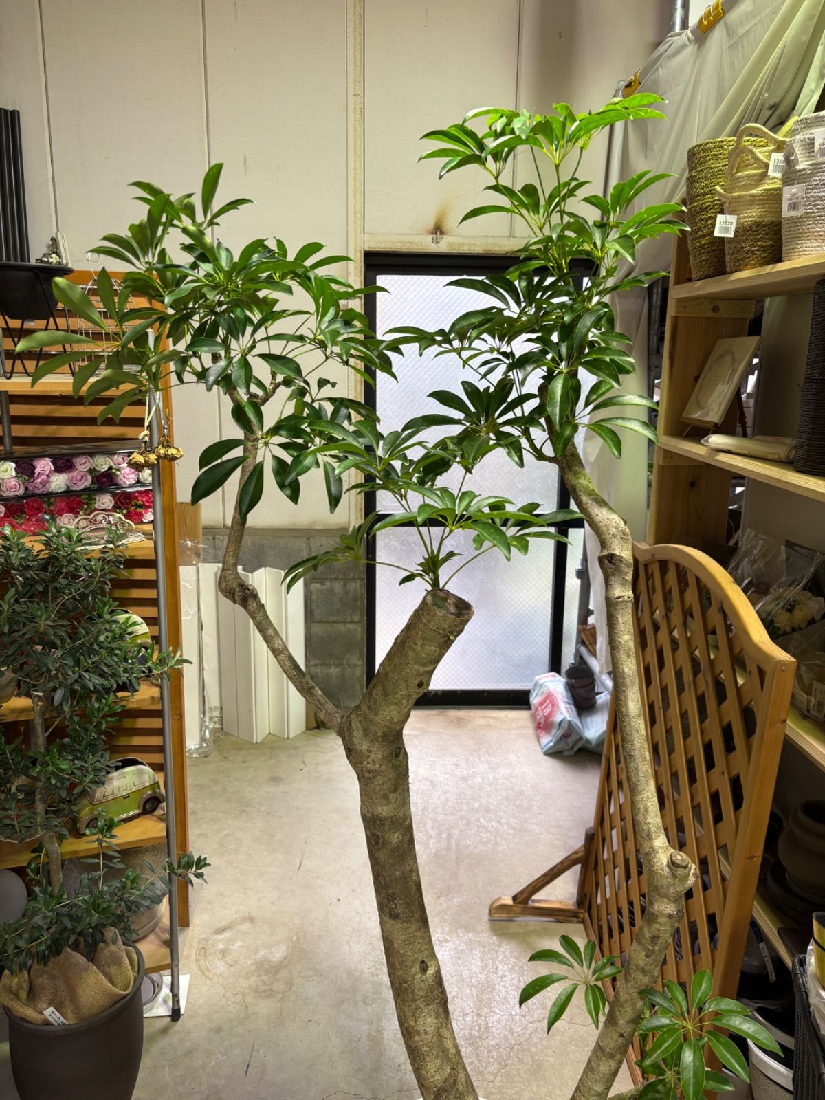 シェフレラ 尺 引き取り限定商品 耐寒性 耐陰性 丈夫 育てやすい 観葉