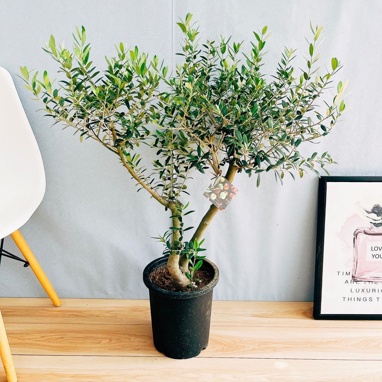 オリーブの木　ネバディロブランコ　13号　約130cm　NO.1817 古木 オリーブの木 ネバディロブランコ 13号 約130cm NO.1817 古木 オリーブ