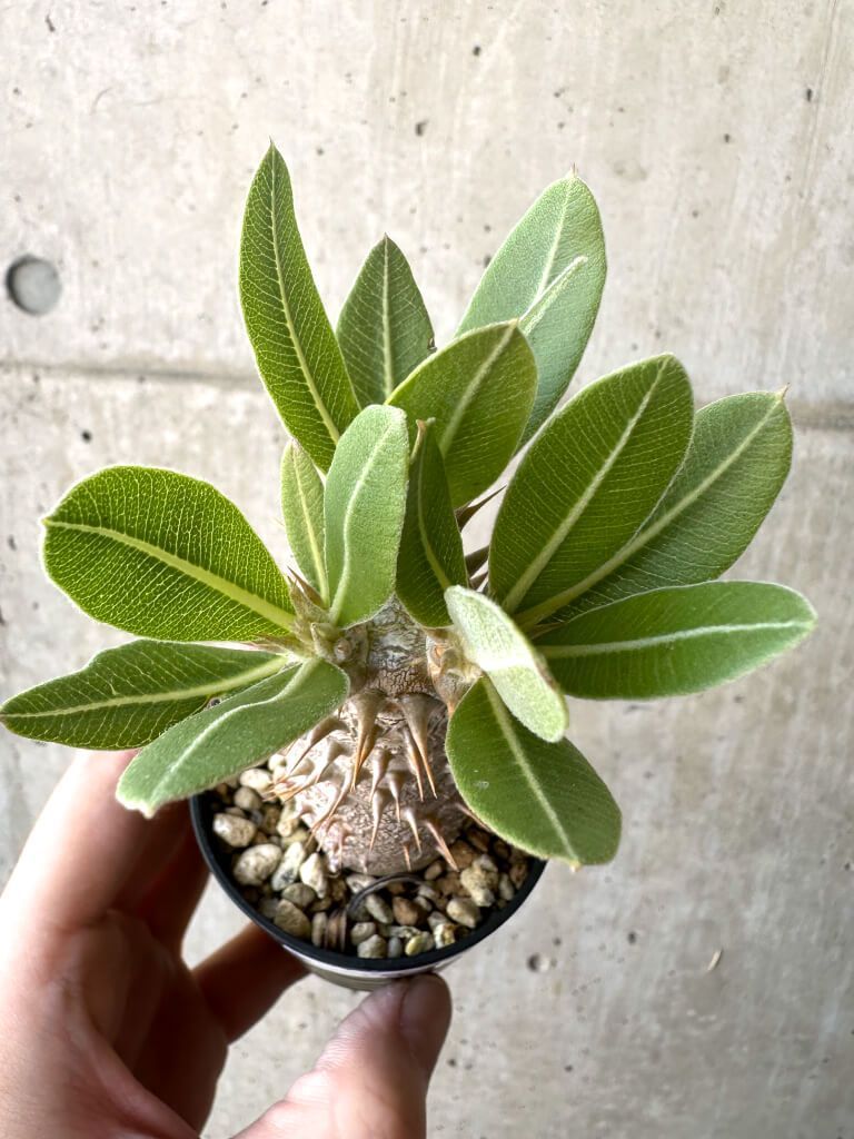 現品限り】パキポディウム・ロスラーツム 実生【T14】 Pachypodium