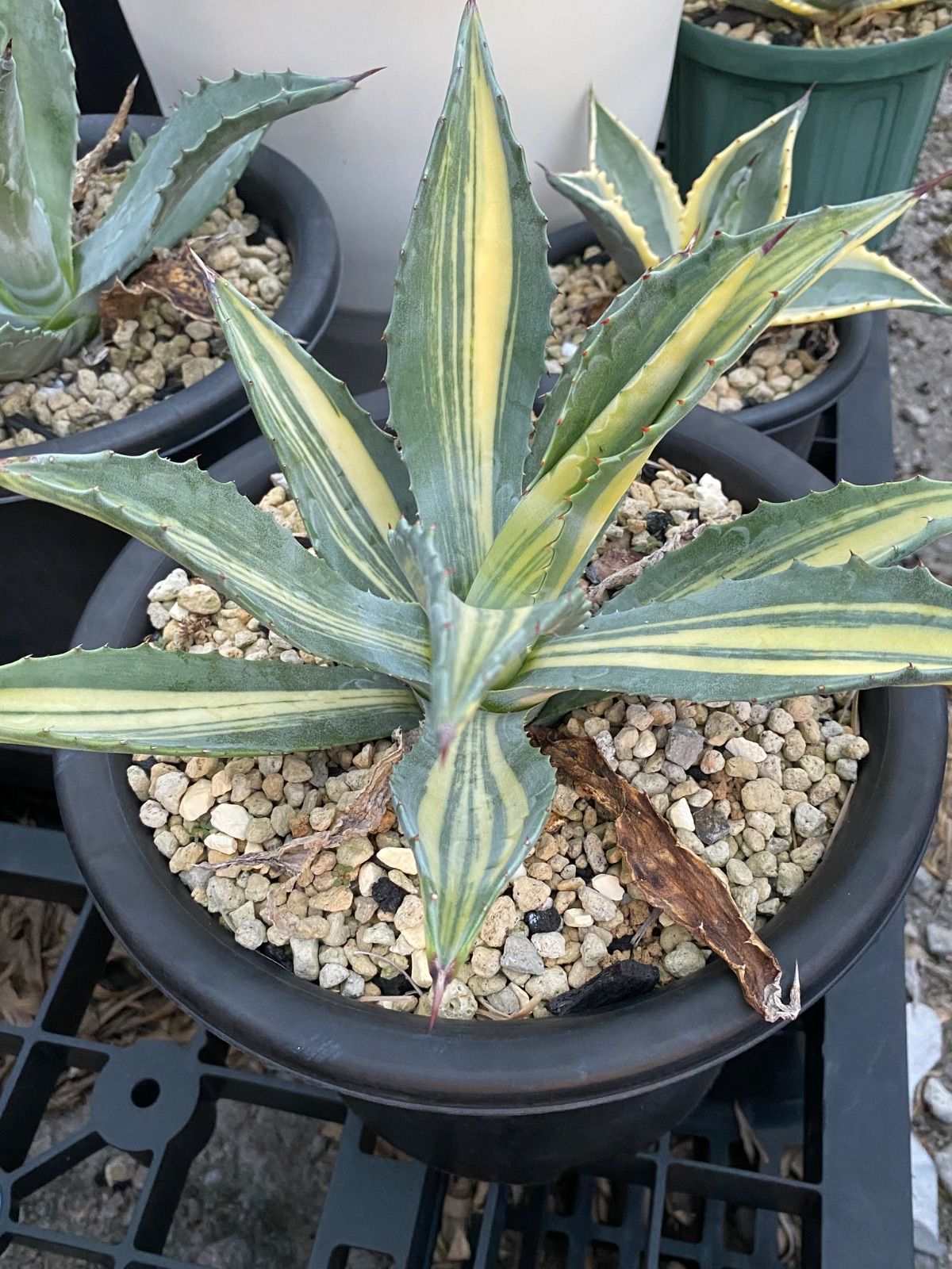 アメリカーナ縞斑 7号鉢 極美株 アガベ アメリカナ 縞斑 - 多肉植物