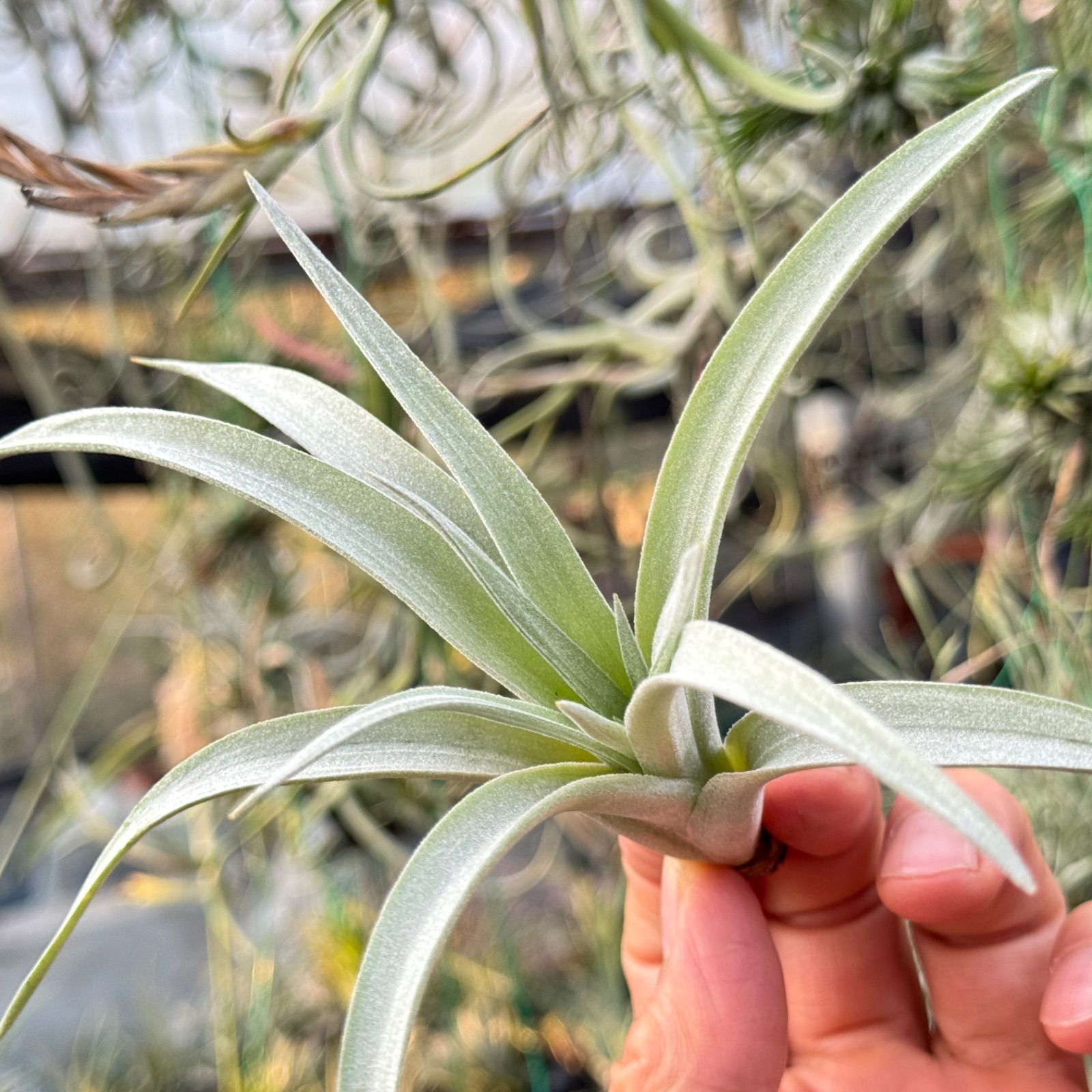 チランジア ハリシー×(キセログラフィカ×ブラキカウロス) Tillandsia