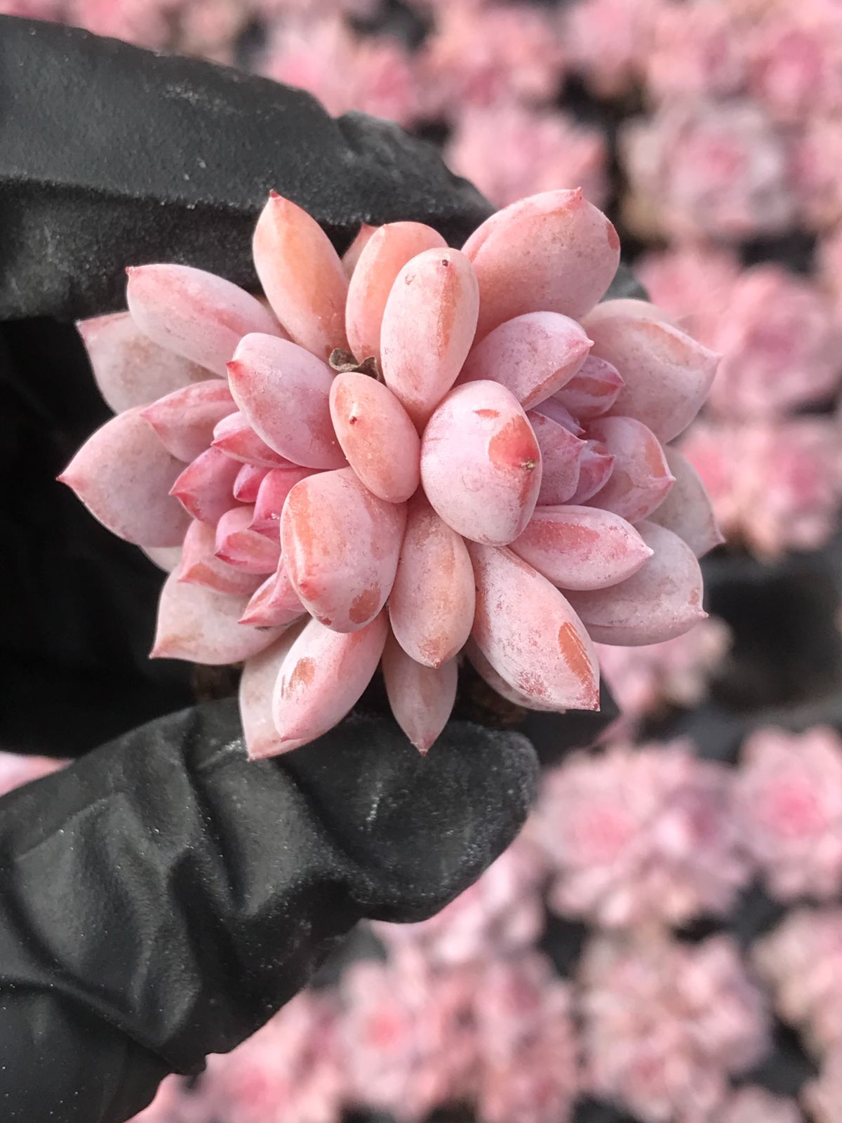 105株 H31-4 多肉植物 エケベリア 玉芙蓉サボテン 観葉植物 花 園芸 レア種  土と根付き(サボテン)｜売買されたオークション情報、yahooの商品情報をアーカイブ公開 - オークファン -  サボテン（segredosdohomem.com）