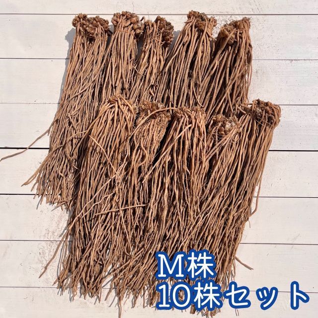 紫アスパラの苗 満味紫