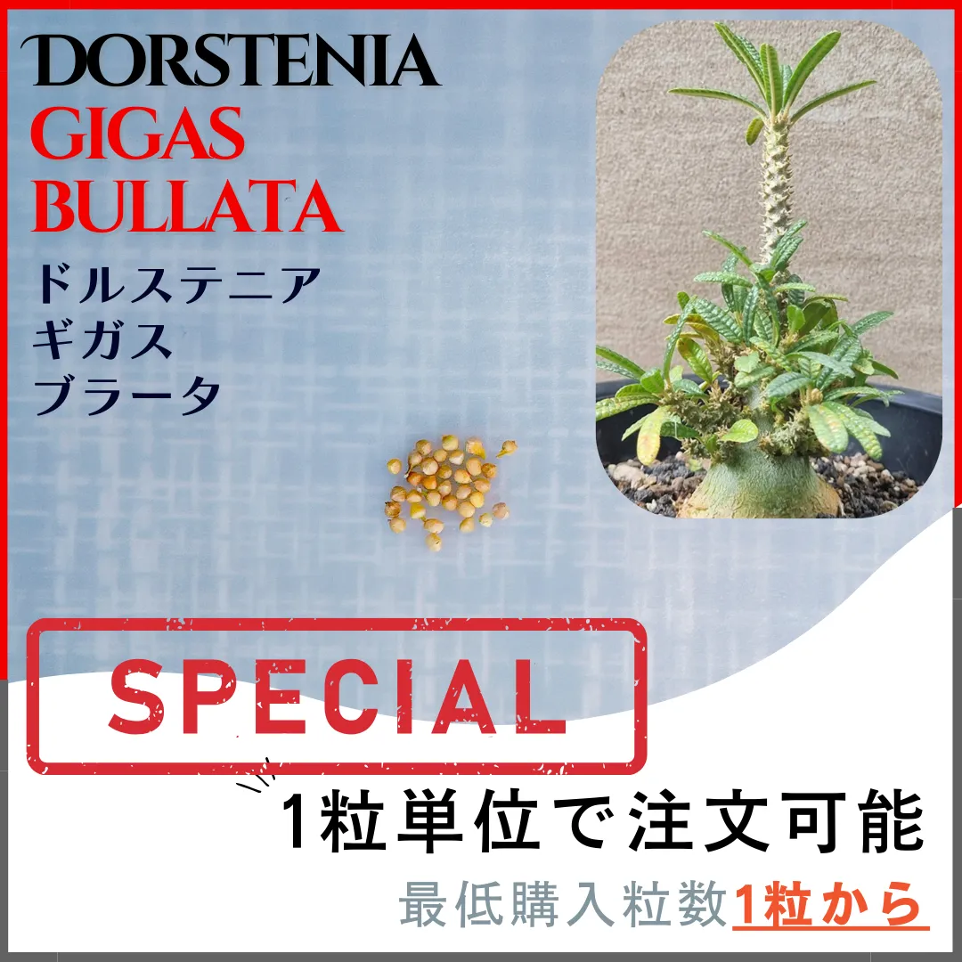 2025年最新】ドルステニア ギガス 種子の人気アイテム - メルカリ