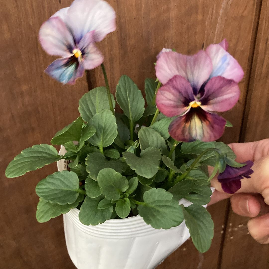 アンティークカラーのビオラ 9ポットセット お得♪ - メルカリ