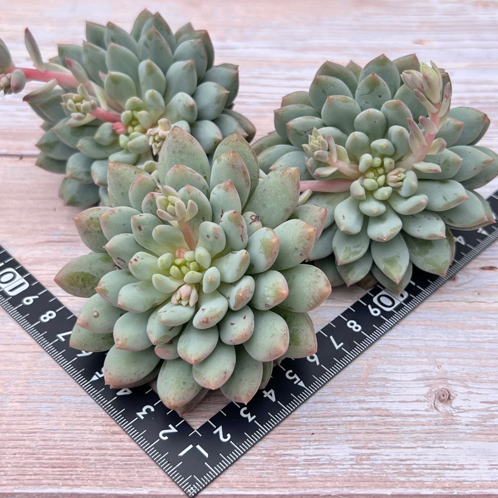 エケベリア22個 1105-K001 ガム 多肉植物 カット苗 寄植え 出荷日11/8