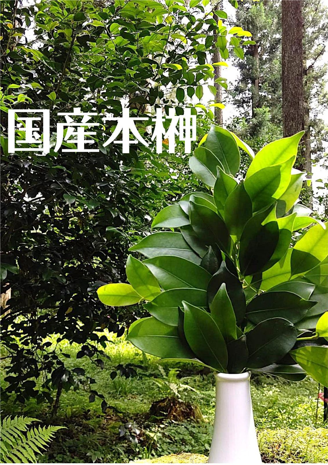 国産本榊束 ️ 2束 - メルカリ
