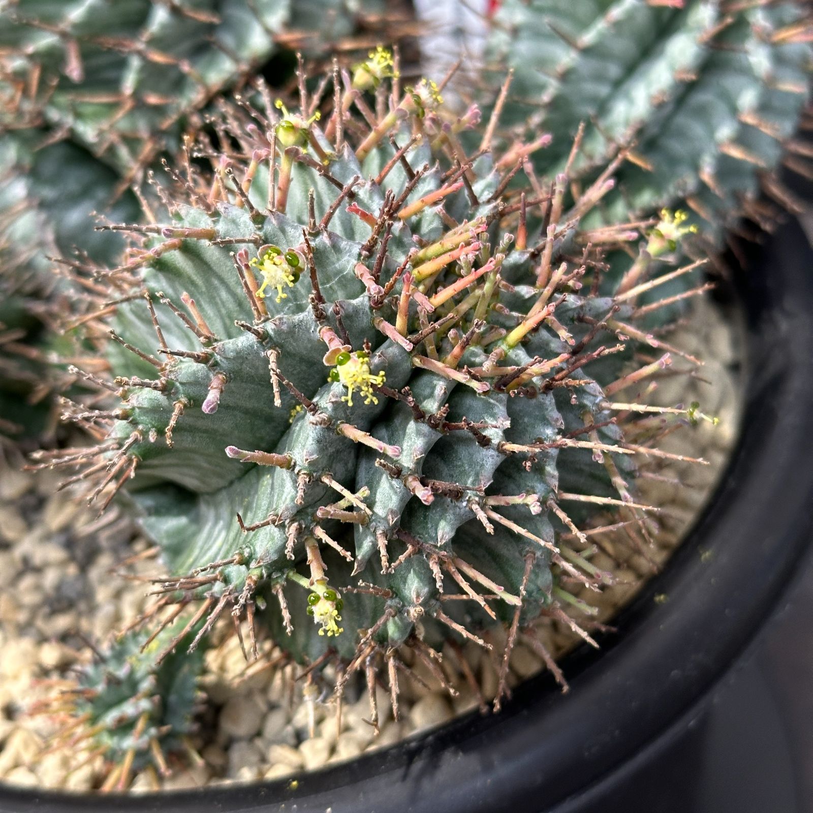 #15 Euphorbia horrida ユーフォルビア ホリダ 多頭 多肉植物